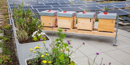 Le toit d'Endress+Hauser Flow abrite plusieurs des colonies d'abeilles domestiques de l'entreprise